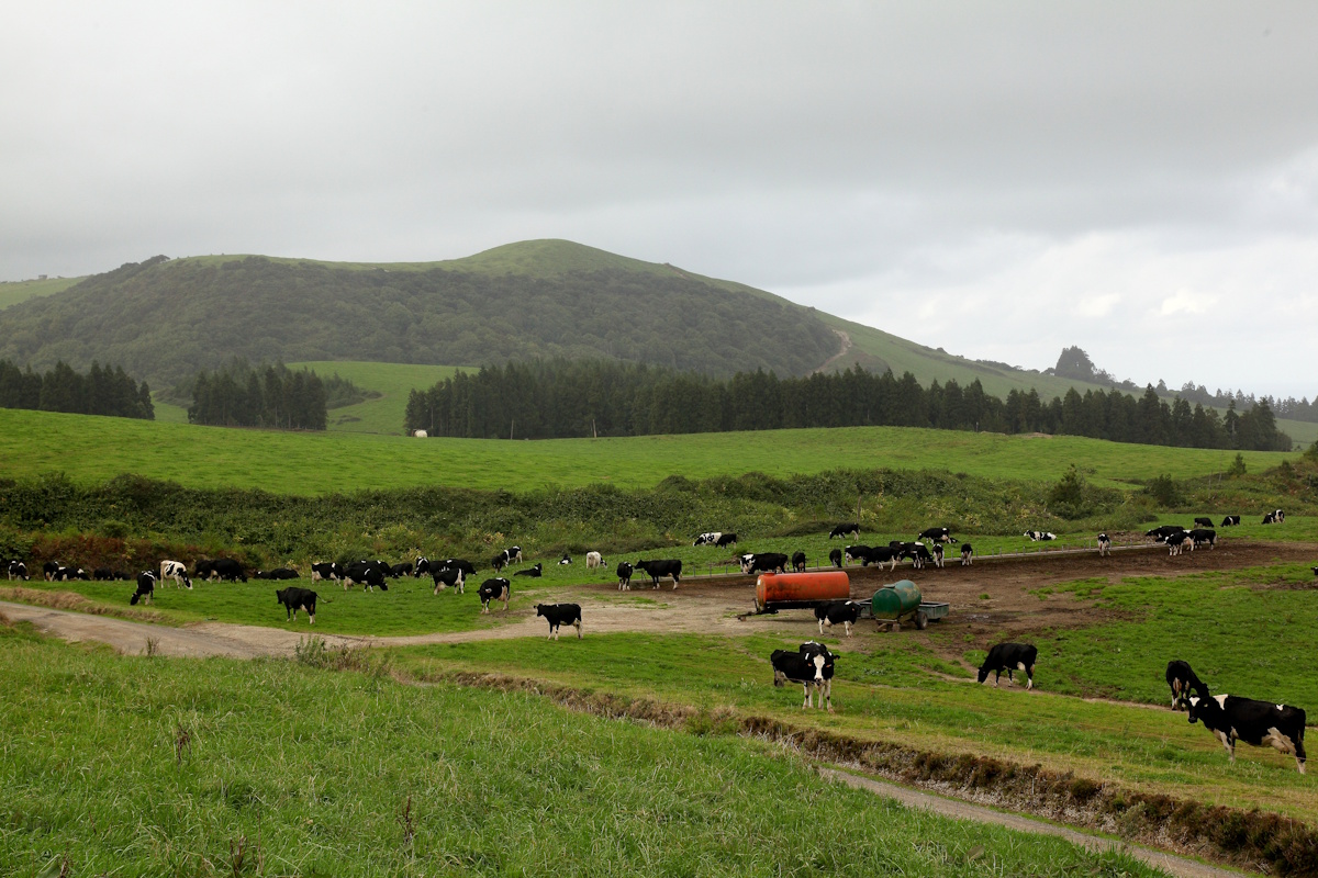 Pasto Altiprado com vacas